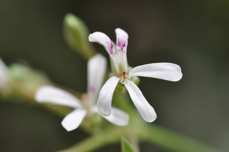 AppleGeranium10.jpg (353541 �o�C�g)