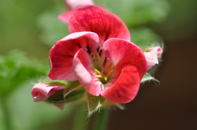 ApricotGeranium10.jpg (391946 �o�C�g)
