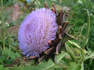 Artichoke.jpg (19918 �o�C�g)