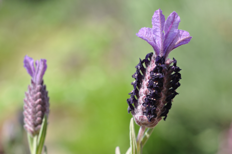 AvonviewLavender10.jpg (376818 �o�C�g)