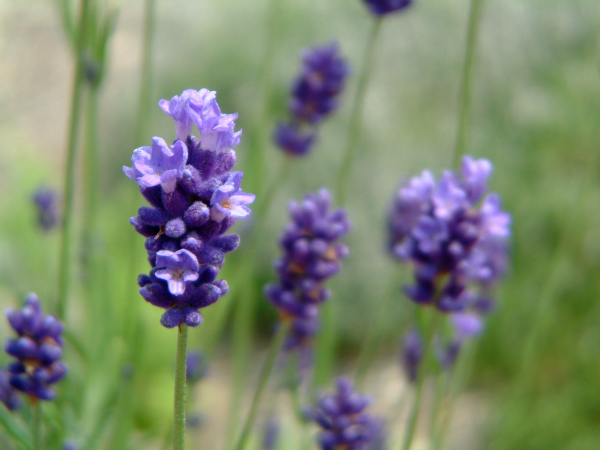 BlueRiverLavender08.jpg (316005 �o�C�g)