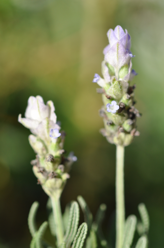 Dentata08.jpg (369895 �o�C�g)