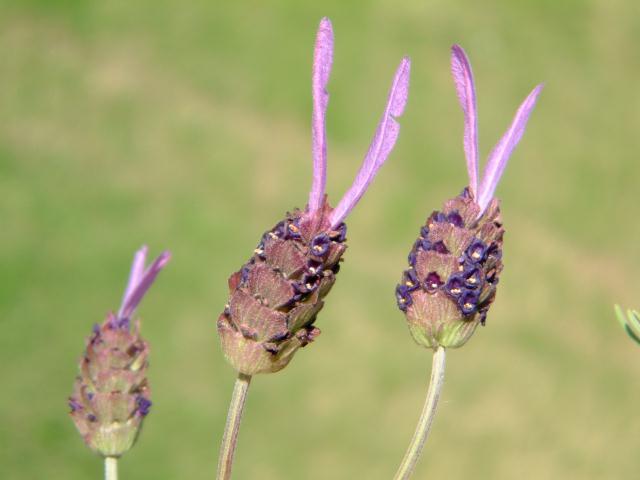 FrenchLavender03.jpg (24528 �o�C�g)