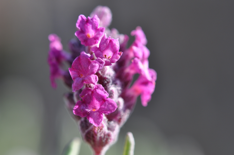 KewRed08_2.jpg (371657 �o�C�g)