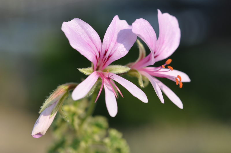 LemonGeraniumVariegatum10.jpg (391024 �o�C�g)