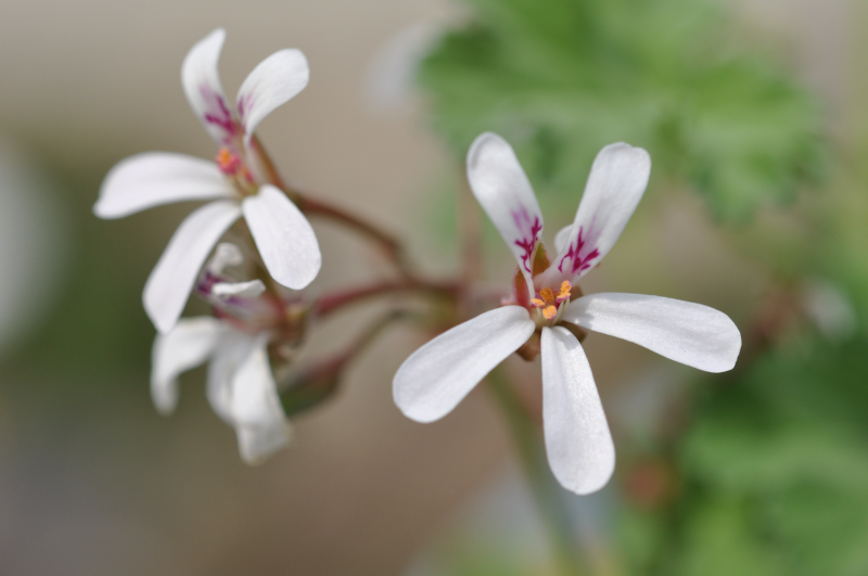 NutumegGeranium09.jpg (349519 �o�C�g)