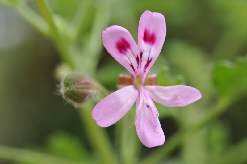 PineappleGeranium10.jpg (379149 �o�C�g)