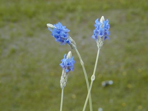 Pinnata Lavender3.jpg (15389 �o�C�g)