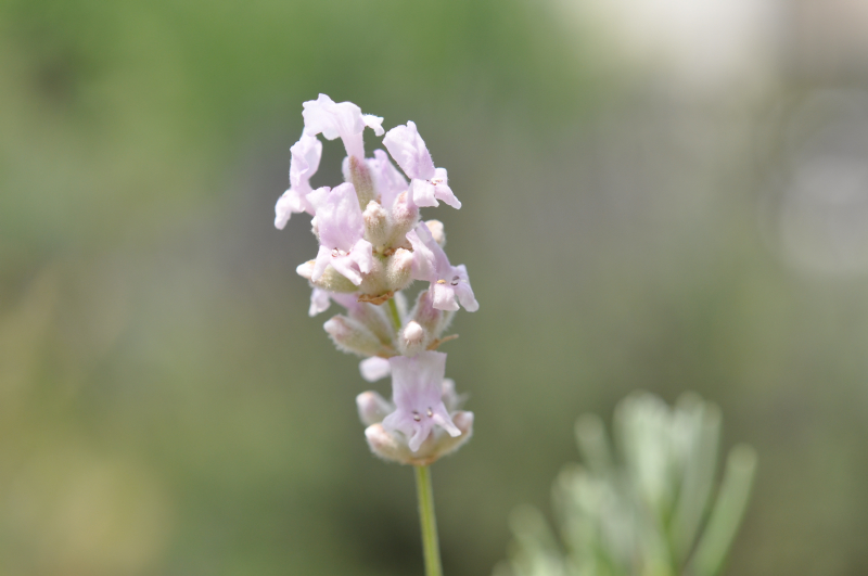 RoseaLavender10.jpg (336236 �o�C�g)