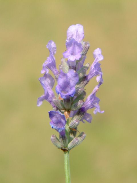 SuperSevillianBlue02.jpg (23900 �o�C�g)