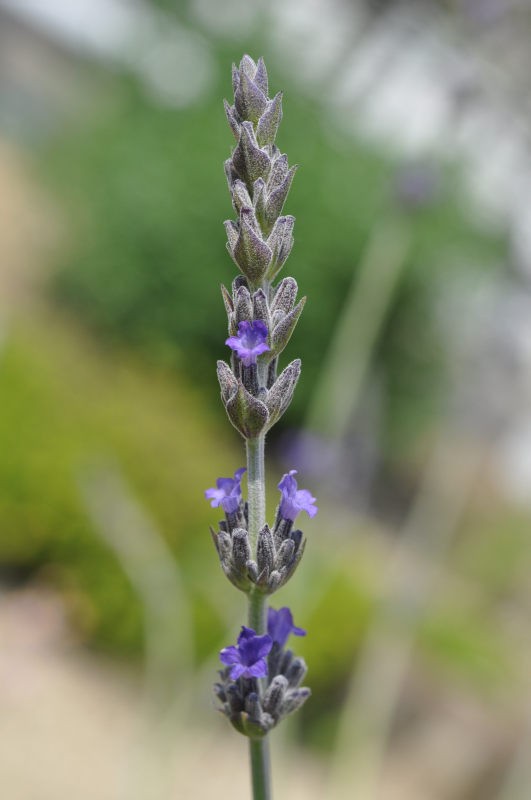 SweetLavender09.jpg (359879 �o�C�g)