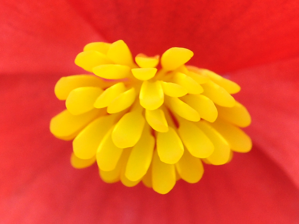 begonia.jpg (598331 oCg)