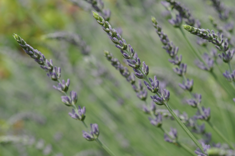 grosso10.jpg (391435 �o�C�g)