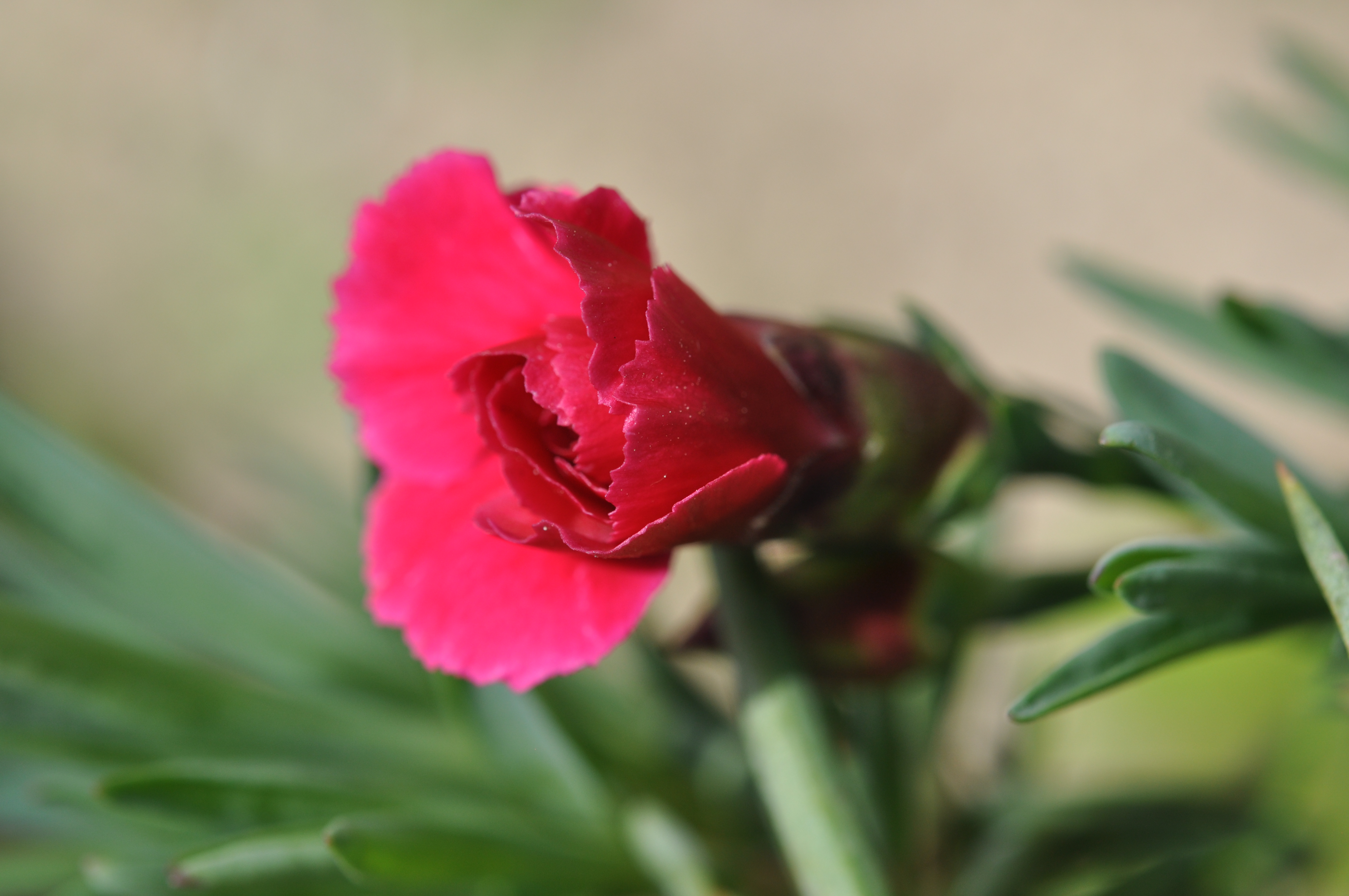Carnation23.jpg