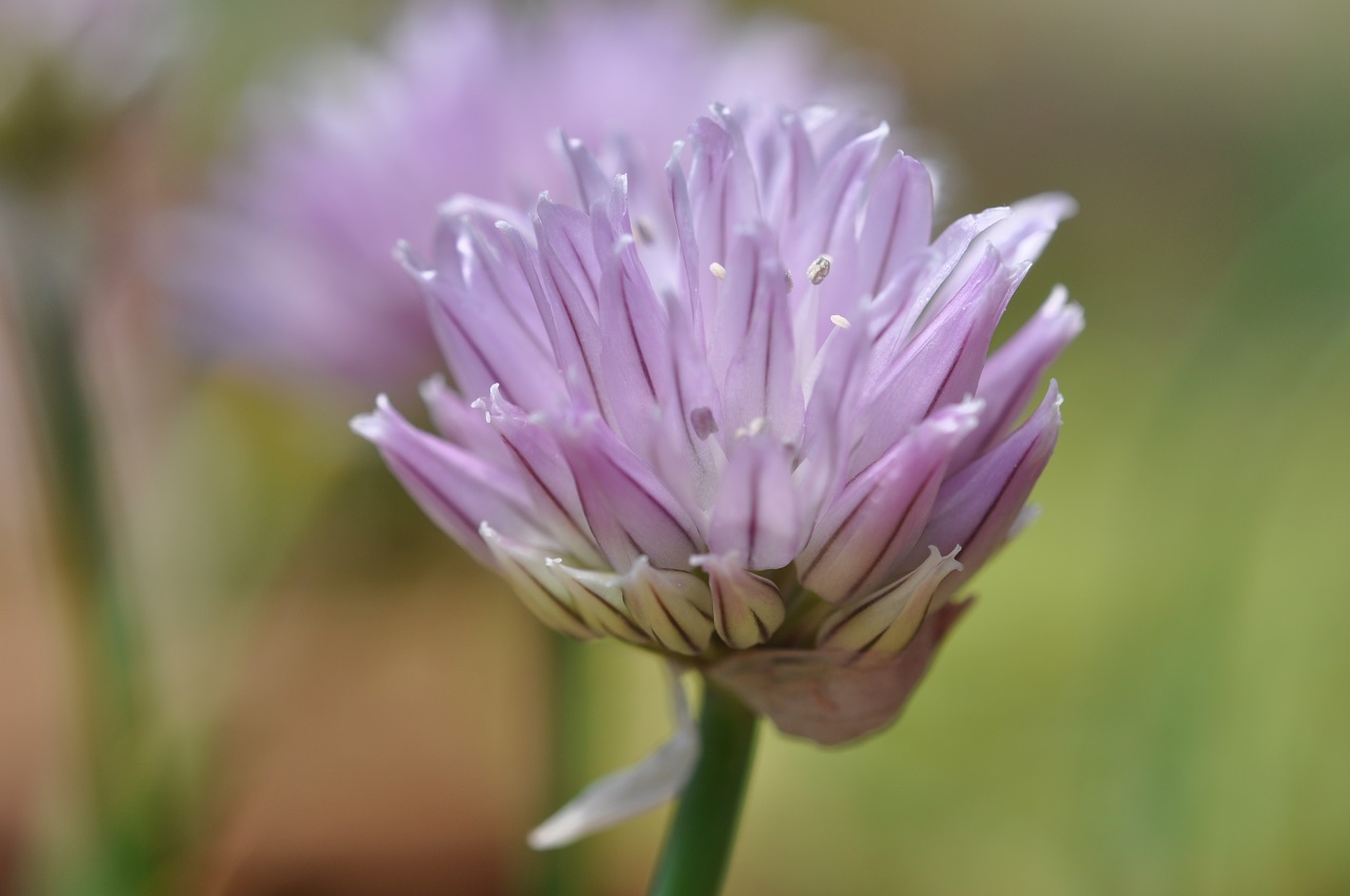 Chives21.jpg