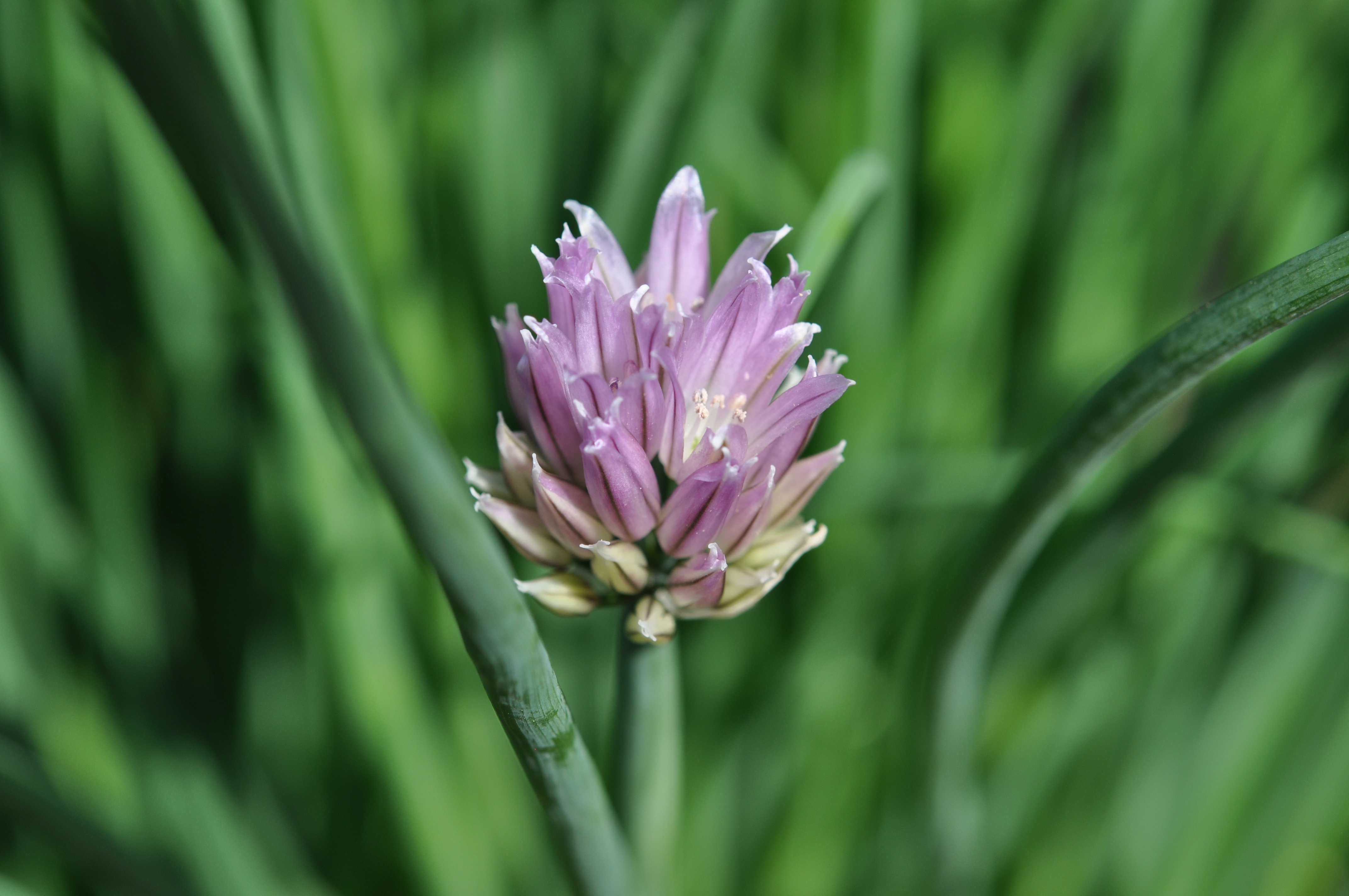 Chives23.jpg