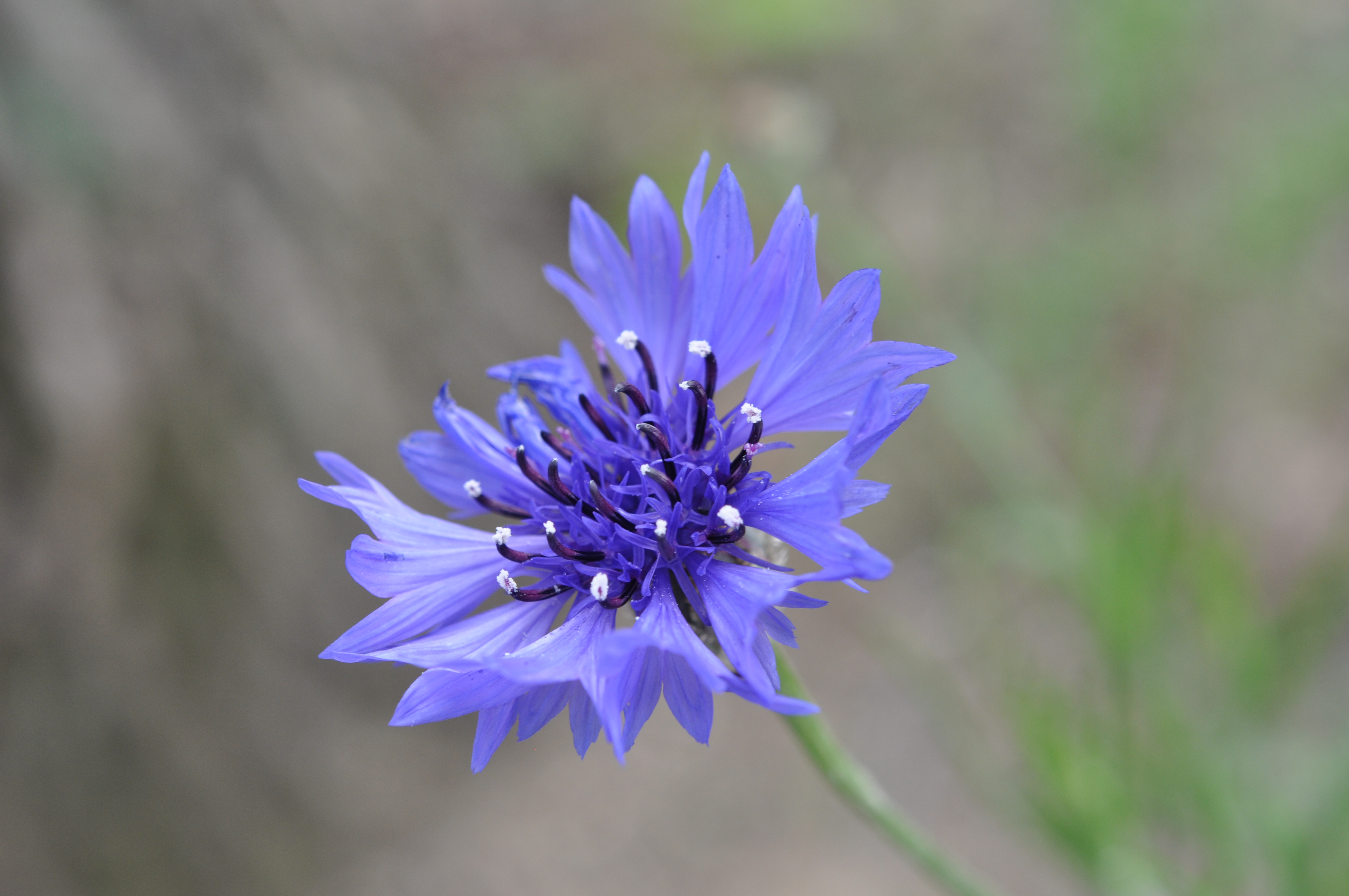 Cornflower23.jpg