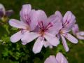 LemonGeranium_mini.jpg (3661 �o�C�g)
