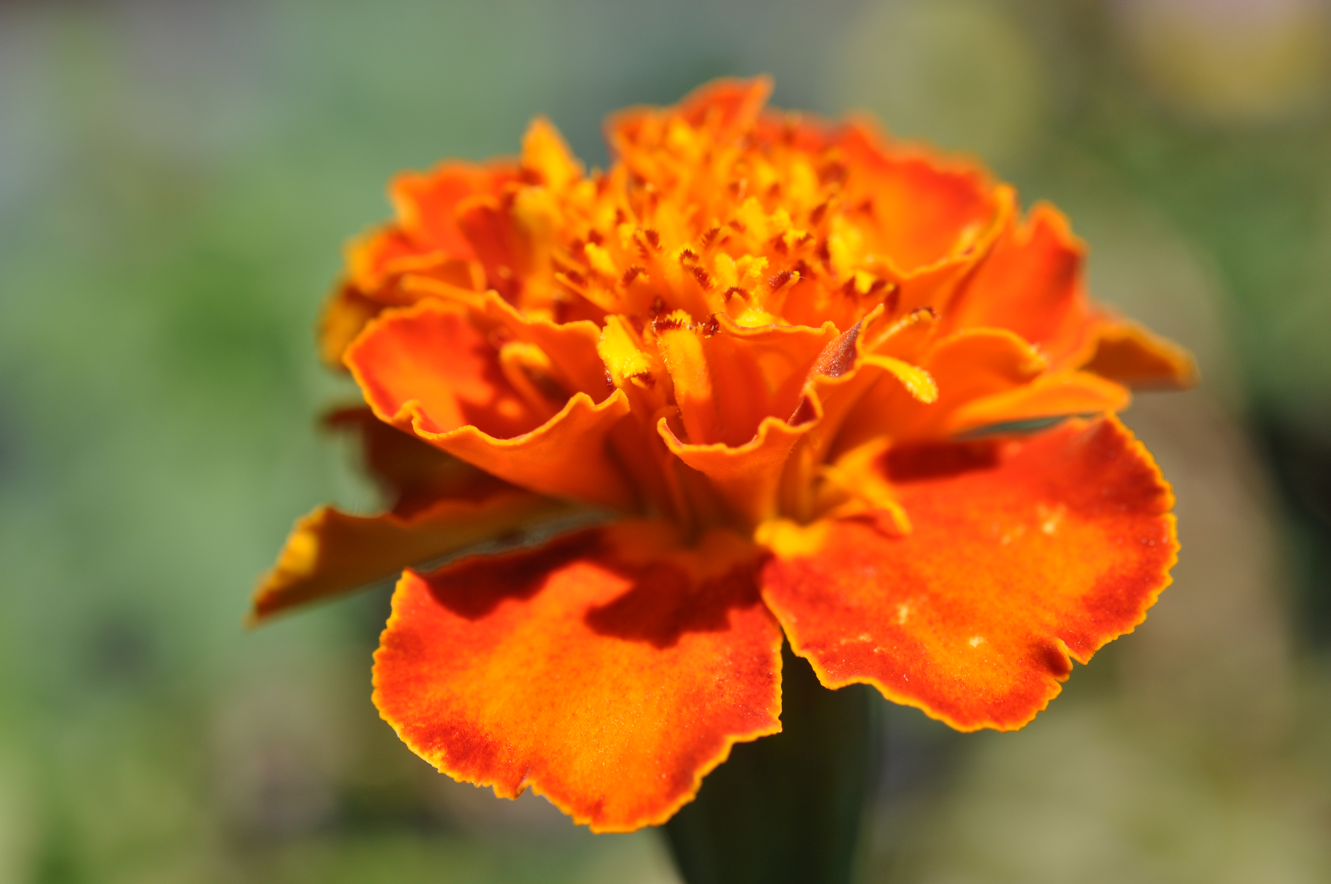 Marigold23.jpg