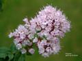 Oregano_mini.jpg (3069 �o�C�g)
