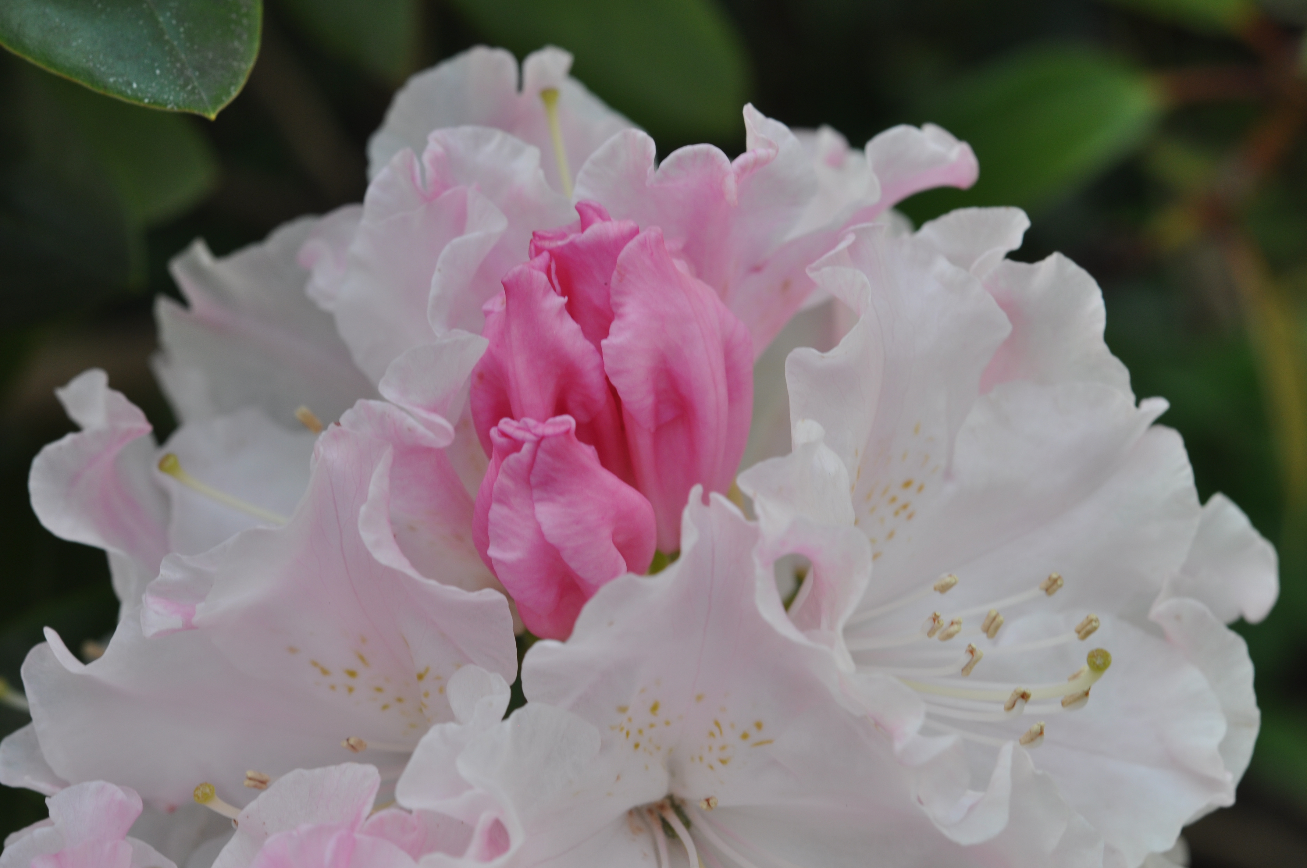 Rhododendron23.jpg