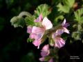 RoseGeranium07_mini.jpg (3356 �o�C�g)
